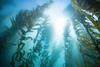 Kelp forests provide huge biodiversity (Photo: Creative Commons)