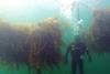 Tests at sites in Solund, Norway, Oban, Scotland and Galway in Ireland have produced yields of up to 16kg of wet seaweed per square metre – three to five times that of traditional seaweed farming
