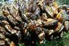 Large organisms like Zebra mussels start off using biofilm as an ‘incubator’.