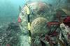 A cannon is seen on the seafloor at the wreck site of the warship ‘Coronation’.