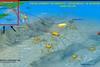 APR_Civils_Foxwell_2.JPG