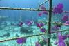 The image shows segmented images of underwater coral nursery structures