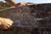 Boat_fouling_organisms_(4875279836)