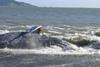 05_D_and_U_Marine_mammal.JPG