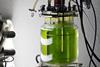 Algae suitable for biofuel will be screened to find the winning strains. Photo: Jacopo Werther