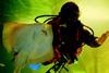 A diver at Fort William based Ocean Frontier with the attractions new thornback rays.