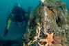 A diver with a reef cube in the foreground with starfish and molluscs
