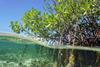 Mangroves, a tree found in tropical and sub-tropical regions that acts as a natural coastal defence for areas threatened by coastal inundation