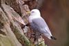 kittiwake_G.Ruthven