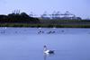 Trimley Marsh Nature Reserve at the UK Port of Felixstowe. Photo courtesy of Port of Felixstowe.