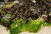 Seaweed contributes to ocean health Photo: Seaweed for Europe Coalition