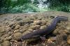 Wildlife_eels pathway 1