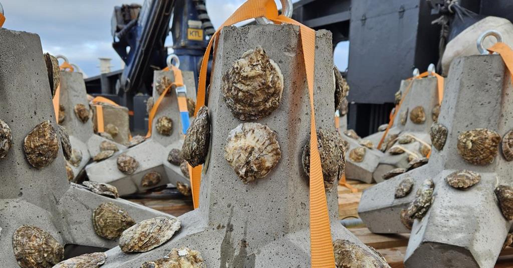 Offshore wind farms now feature oyster reefs as a game-changing innovation.