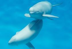 BEIS said that the QuietSea system would be fully effective at detecting cetacean species of specific concern