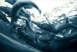 Salmon farming