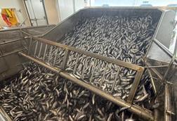 A catch of fine quality herring
