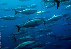 bluefin tuna swimming around