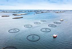 Aerial shot of salmon pens