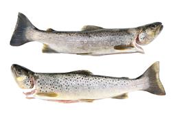 European trout