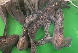 wolffish