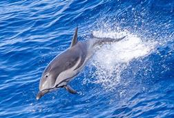 Common dolphin