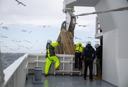 Fishermen hauling in a herring catch on board a fishing vessel in the North Sea