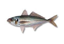 Jack mackerel