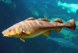 Iceland cod