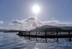 Scottish salmon farm showing a pen with mountains and sun behind