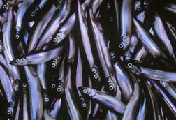 Capelin
