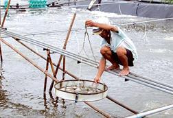 Vietnam shrimp production