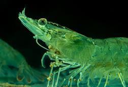 Picture of a shrimp