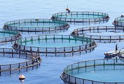 Fish farm