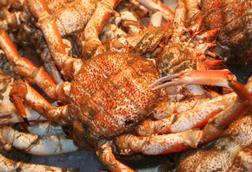 Russian king crab