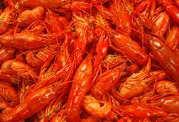 Louisiana crawfish