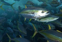 Yellowfin tuna