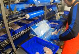 Onboard cod processing