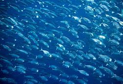 mackerel The Illegal, Unreported and Unregulated (IUU) Fishing Action Alliance