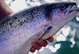 Farmed salmon