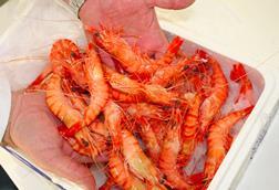 ASC shrimp gains GSSI recognition