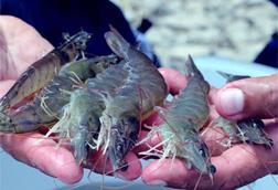 Farmed shrimp