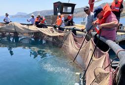 Participants received hands-on training in daily fish farm operations, including feeding, biomass monitoring, harvesting, and net cleaning ©FAO-GFCM_ Georgios Paximadis