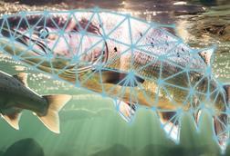 Aquaculture AI