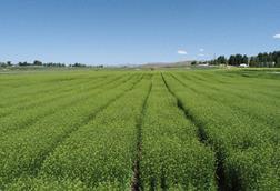 Camelina containing the omega-3 EPA trait growing at acre scale in spring 2023