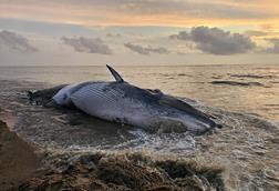 Stranded Bryde's whale