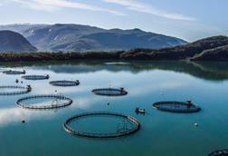 Aerial shot of aquaculture pens with low mountains in the background