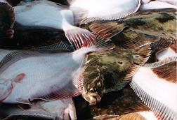 Icelandic fisheries