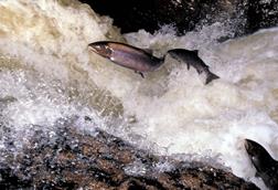 Wild Scottish Atlantic Salmon