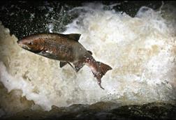 Wild Scottish salmon