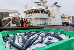 A crate of mackerel dockside at Peterhead